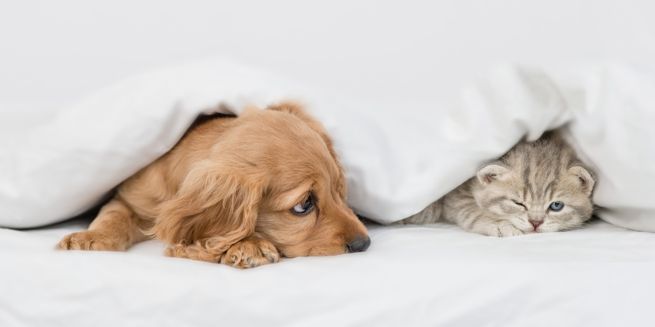 English Cocker spaniel puppy looks at tiny kitten. Pets lying to