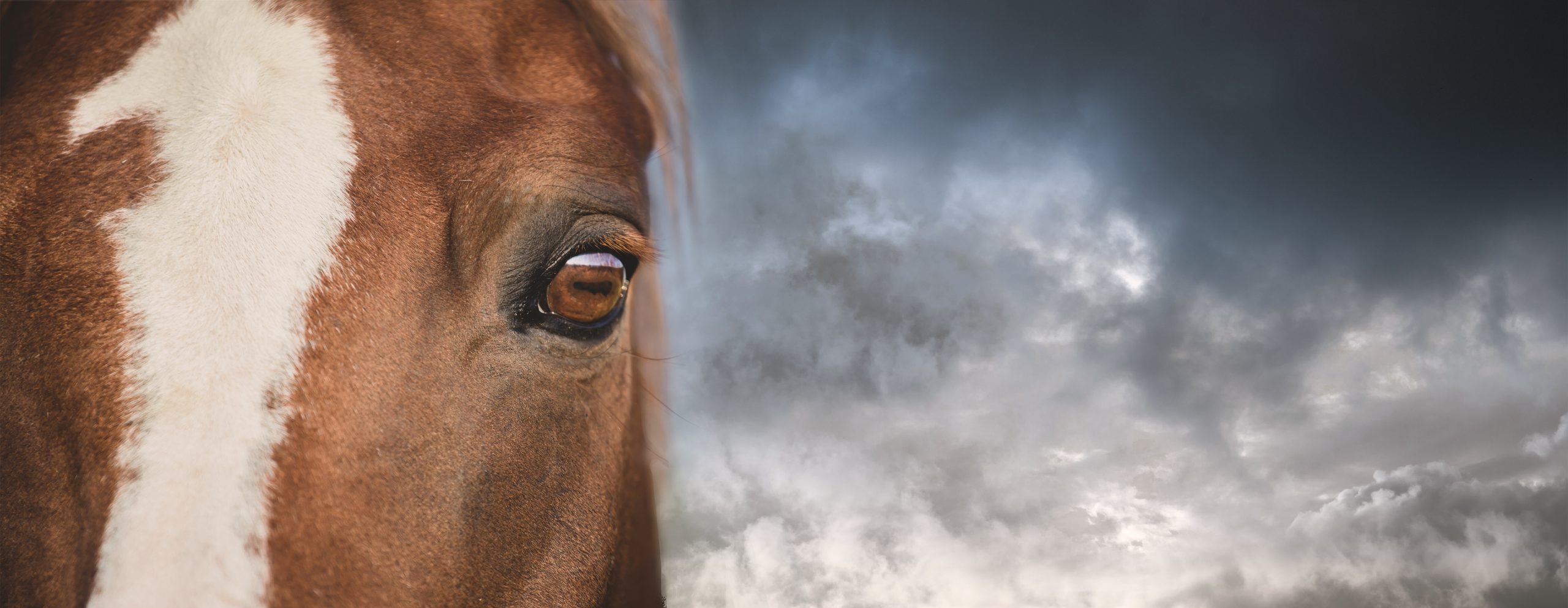 Chestnut horse header