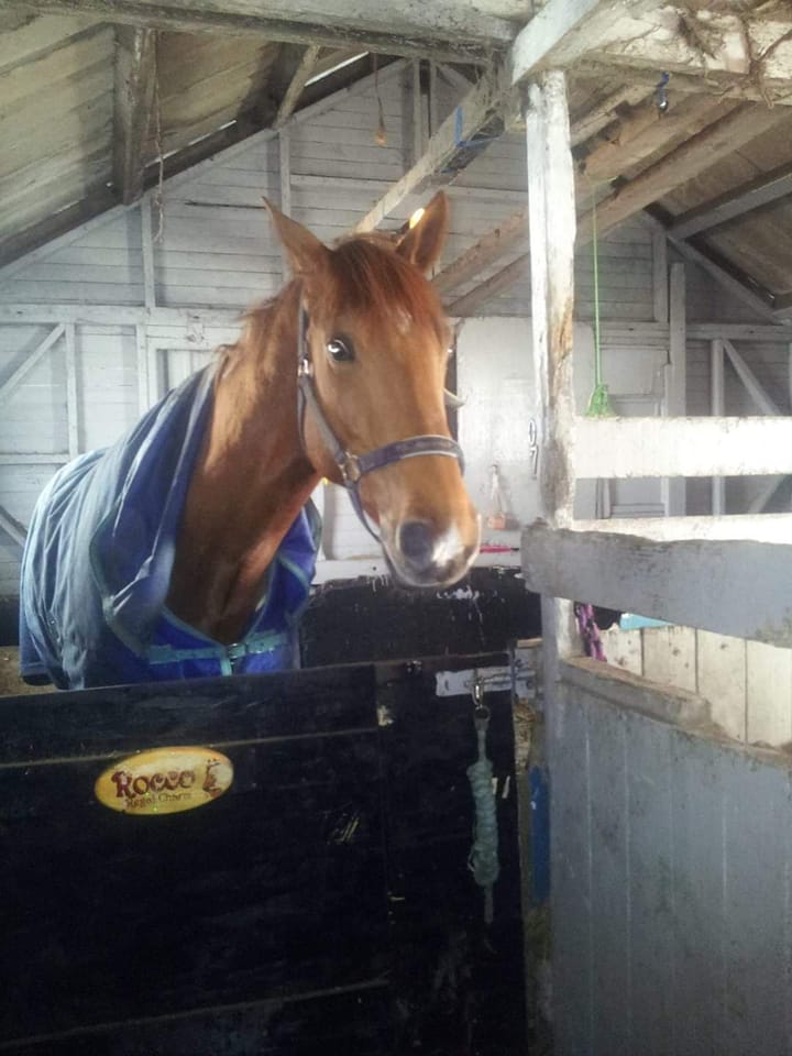 Rocco A very surprised horse during a communication