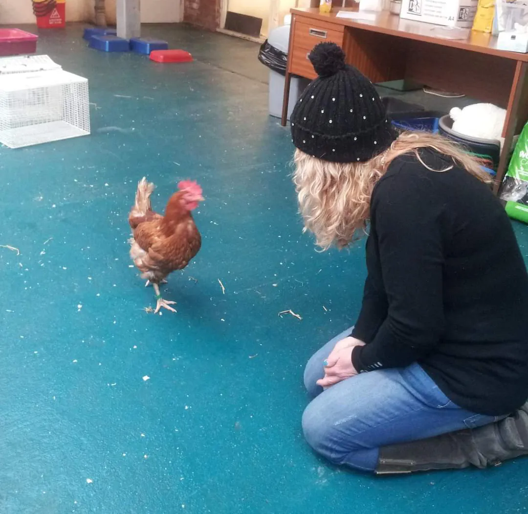 Communication-with-hen